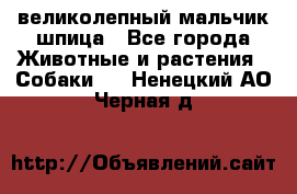 великолепный мальчик шпица - Все города Животные и растения » Собаки   . Ненецкий АО,Черная д.